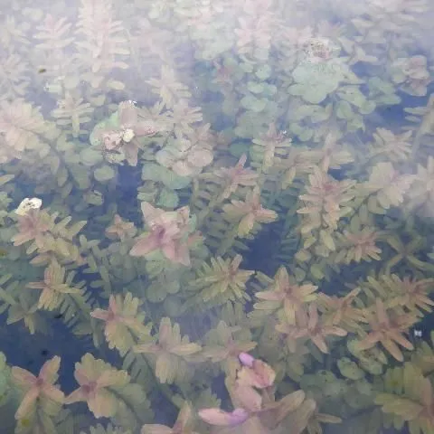 thumbnail for publication: Rotala: A New Aquatic Invader in Southern Florida
